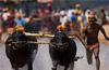 Mangaluru: 73 pairs of buffalo take part in Kambala